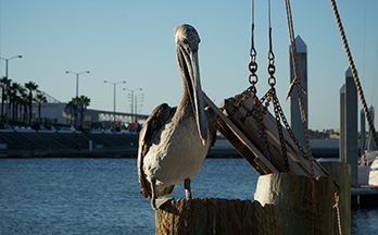 Corpus Christi, TX